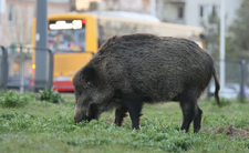 Warszawa. Dziki w mieście
