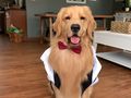 Golden retriever w białej koszuli i czerwonej muszce, siedzi w salonie.