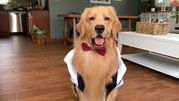 Golden retriever w białej koszuli i czerwonej muszce, siedzi w salonie.