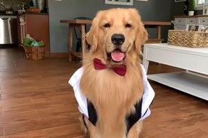 Golden retriever w białej koszuli i czerwonej muszce, siedzi w salonie.