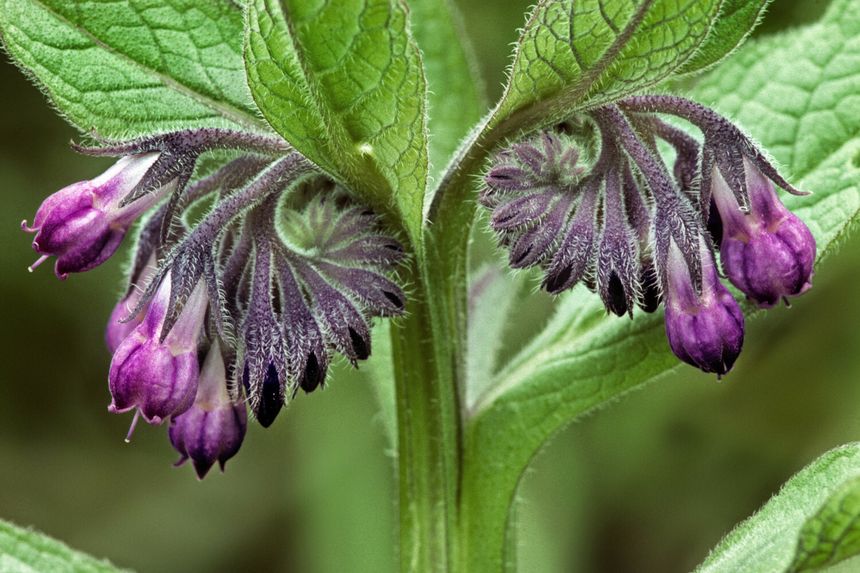 żywokost lekarski Symphytum officinale
