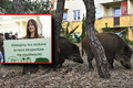 Maja Ostaszewska w obronie dzików