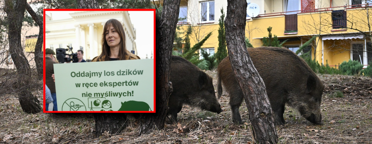 Maja Ostaszewska w obronie dzików