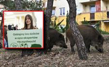 Maja Ostaszewska w obronie dzików
