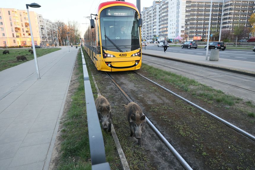 Dziki w Warszawie