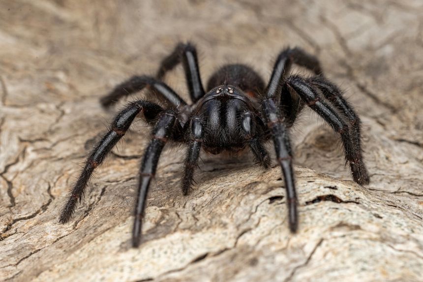 Pająk atrax robustus, rekordowo jadowity