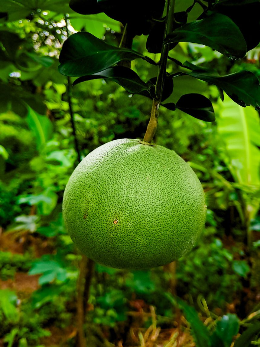 Dojrzały owoc pomelo