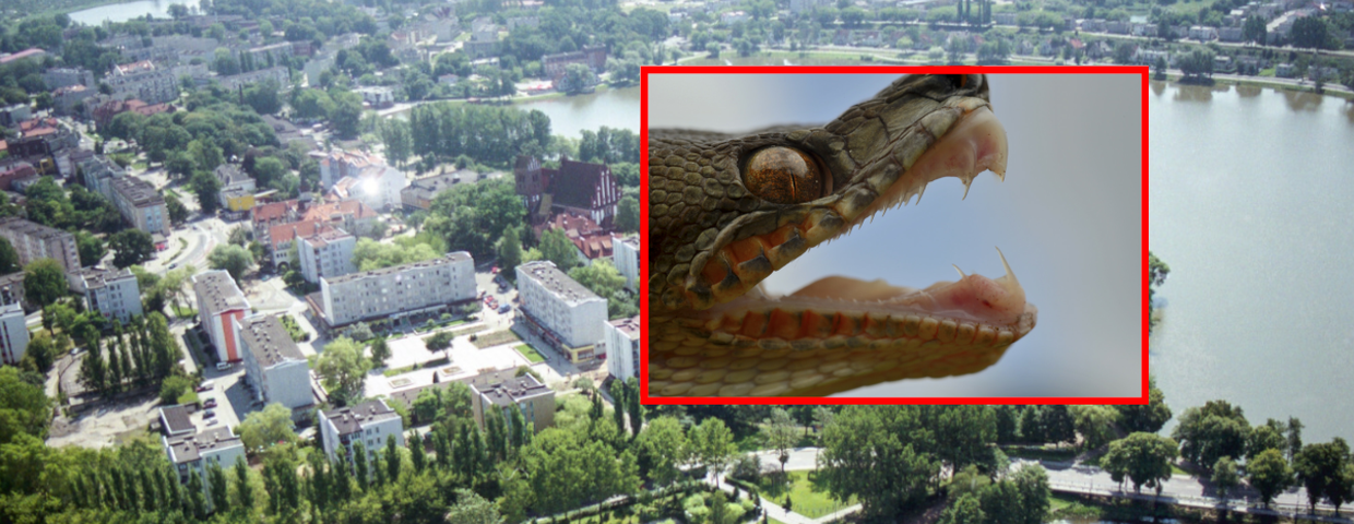 Iława, wąż boa na ulicy