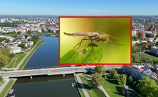 Chmary owadów w Krakowie
