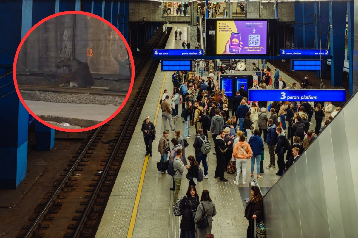 Nietypowa przyczyna opóźnień na dworcu Warszawa Centralna. Utrudnienia trwały 80 minut