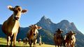 Krowy na tle Dolomitów