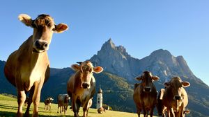 Krowy na tle Dolomitów