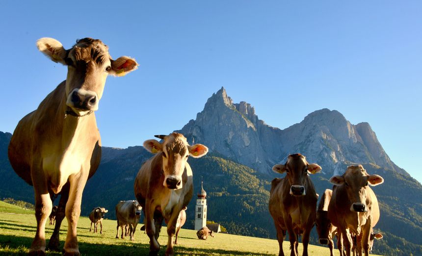 Krowy na tle Dolomitów