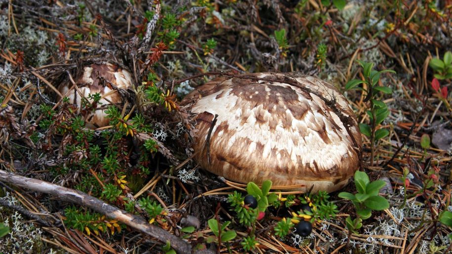 Gąska sosnowa