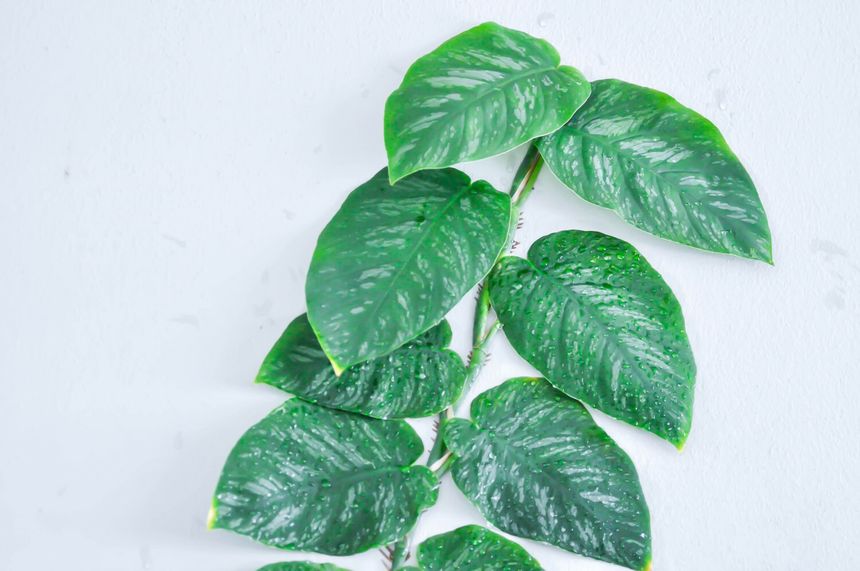 Monstera dubia