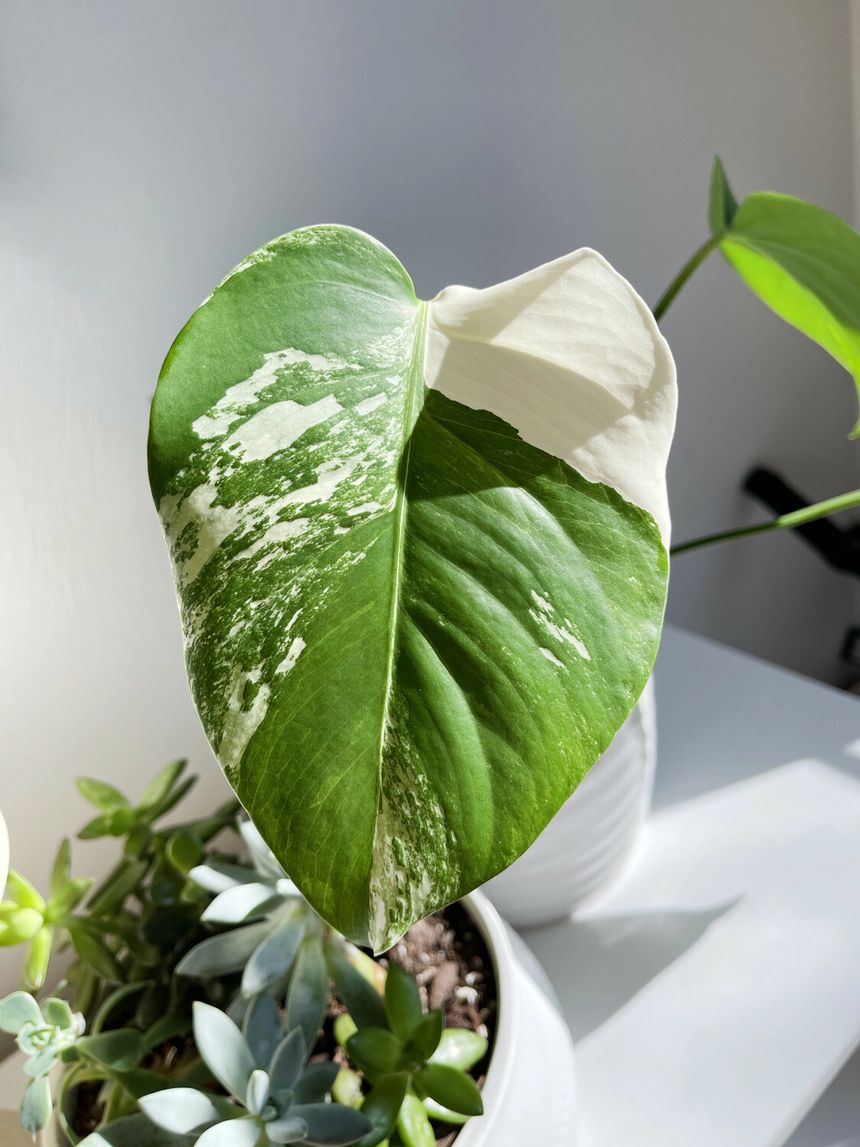 Monstera Deliciosa
