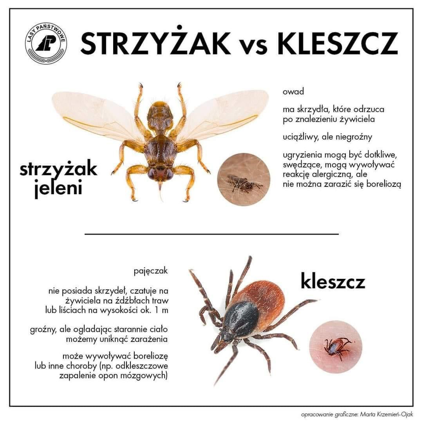 strzyżak sarni a kleszcz
