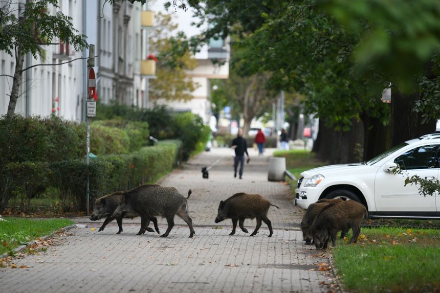 Warszawa. Dziki na Pradze Południe