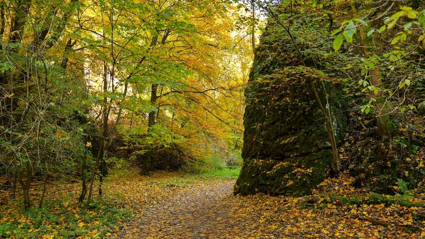 Zdjęcie przedstawia leśną ścieżkę w złotych liściach, otoczoną drzewami i dużą skałą.