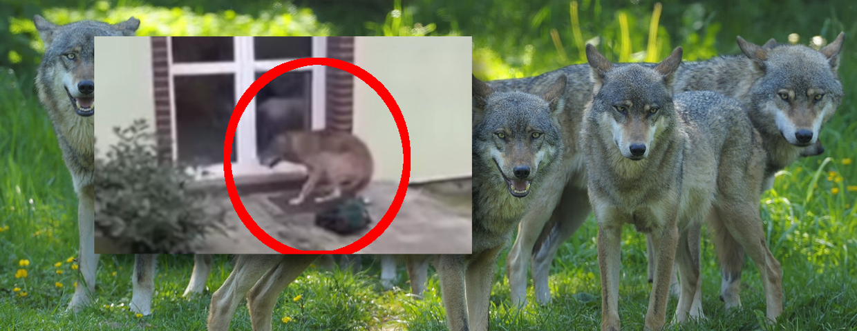 Wilki w Polsce, Gmina Goleniów