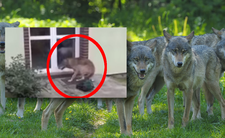 Wilki w Polsce, Gmina Goleniów