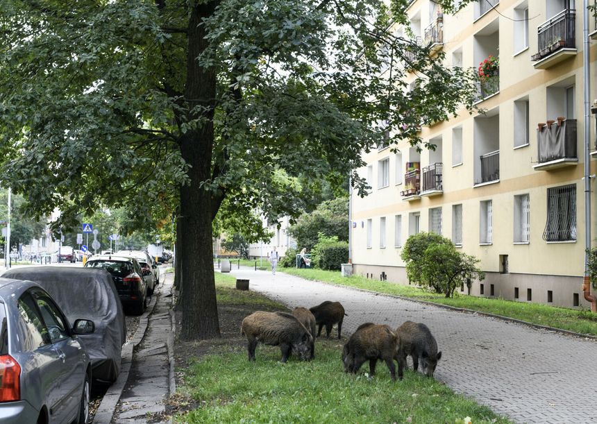 Dziki w Warszawie