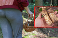 gąski sosnowe, grzyby matsutake