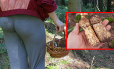gąski sosnowe, grzyby matsutake