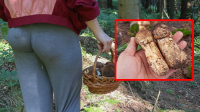 gąski sosnowe, grzyby matsutake