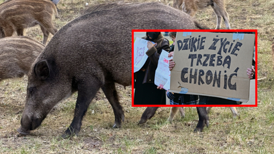 Warszawa. Protest w obronie dzików