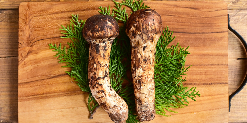 gąska sosnowa, grzyby Matsutake