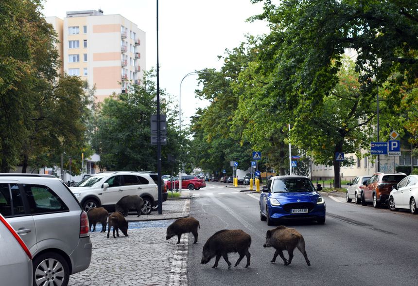 Dziki w Warszawie
