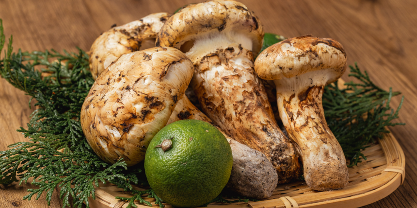 grzyby matsutake, gąska sosnowa