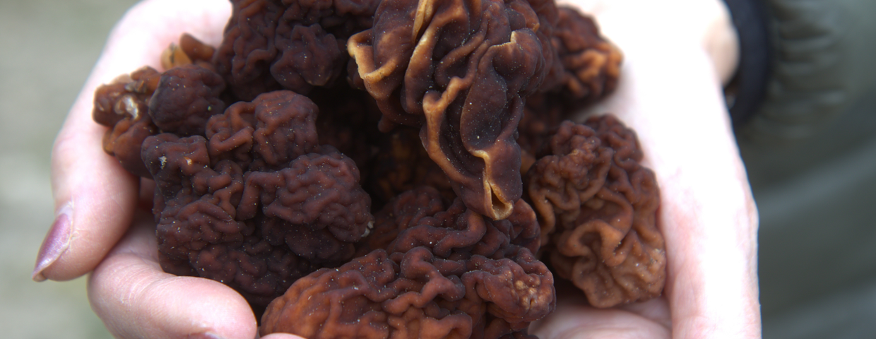 trujący grzyb piestrzenica kasztanowata (Gyromitra esculenta)