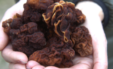 trujący grzyb piestrzenica kasztanowata (Gyromitra esculenta)