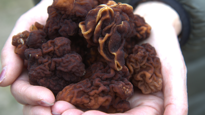 trujący grzyb piestrzenica kasztanowata (Gyromitra esculenta)