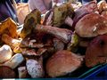 Grzyby - quiz