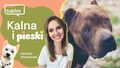 Jak zająć się psem podczas zerwania?