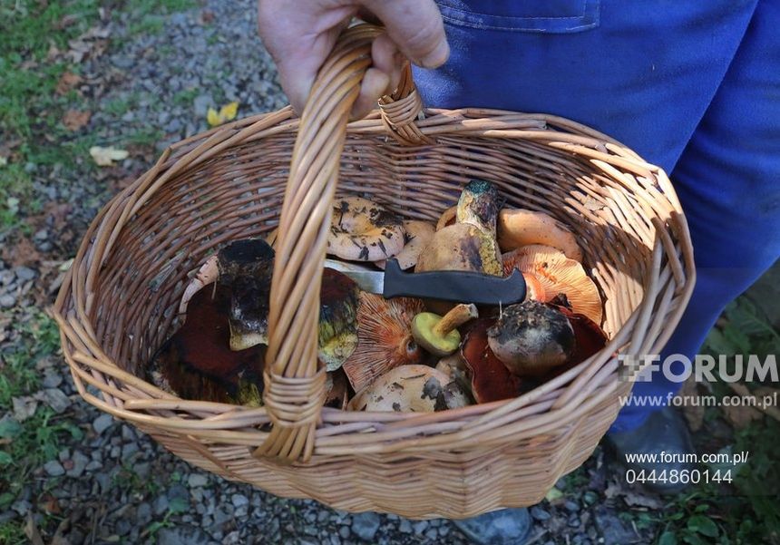 Kosz z grzybami, trzymany w dłoni. Grzyby różnych kształtów i kolorów w naturalnym otoczeniu.
