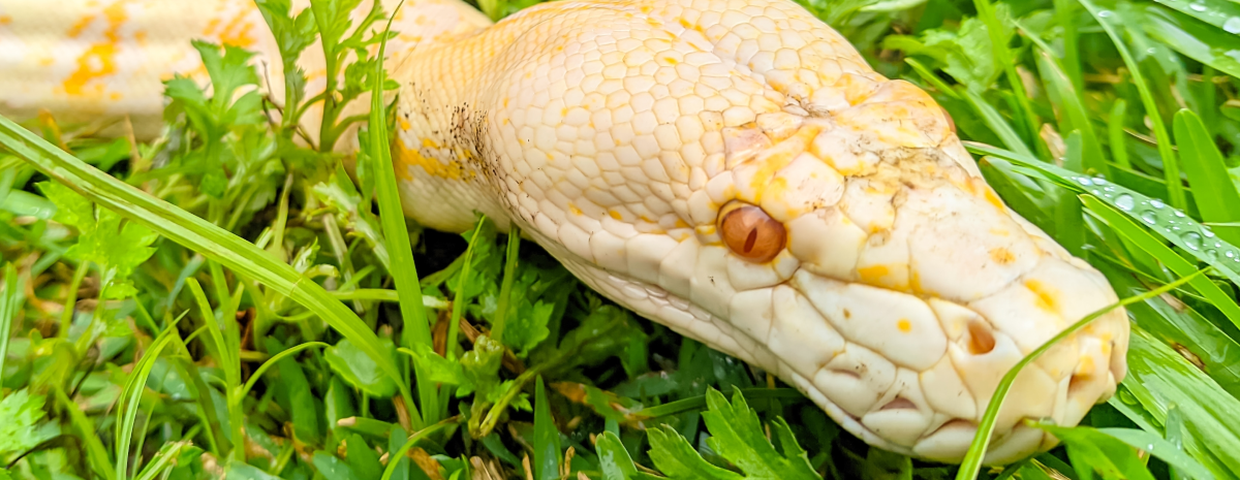 wąż pyton birmański Python bivittatus