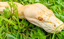 wąż pyton birmański Python bivittatus