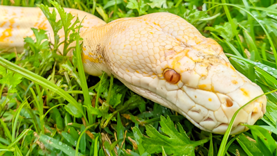 wąż pyton birmański Python bivittatus