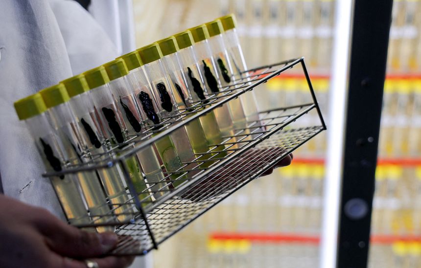 Zdjęcie przedstawia rękę trzymającą koszyk z probówkami w laboratorium.