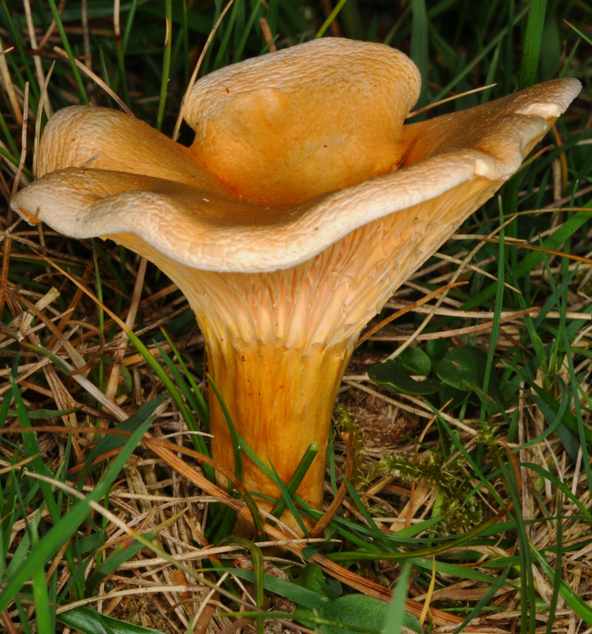 lisówka pomarańczowa, grzyb niejadalny