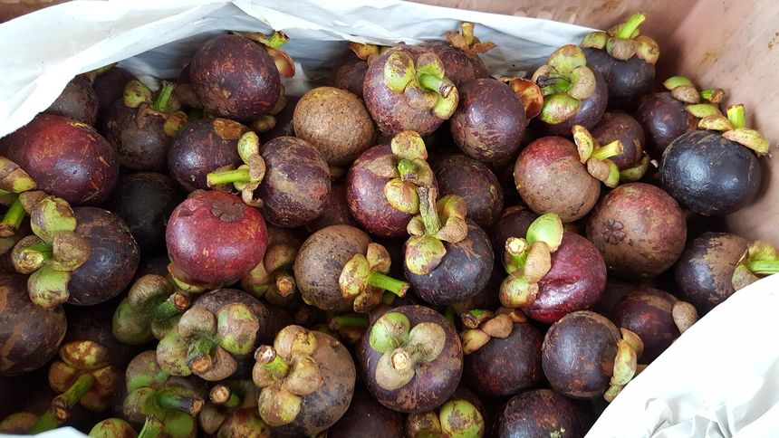 Mangostan