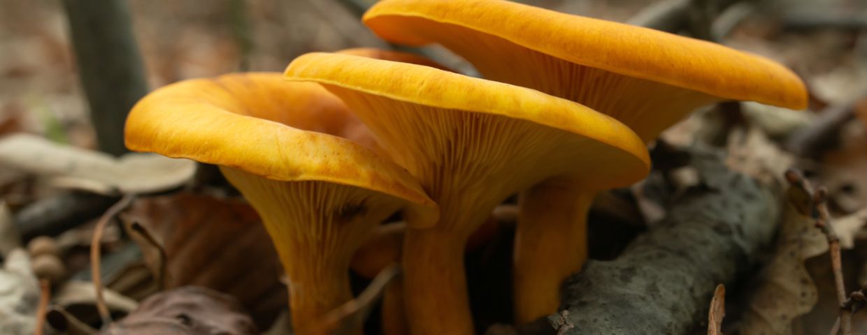 Kielichowiec pomarańczowy, trujące grzyby świecą