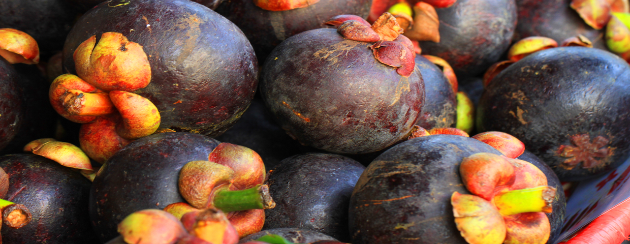 Mangostan