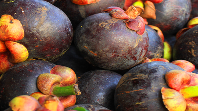 Mangostan