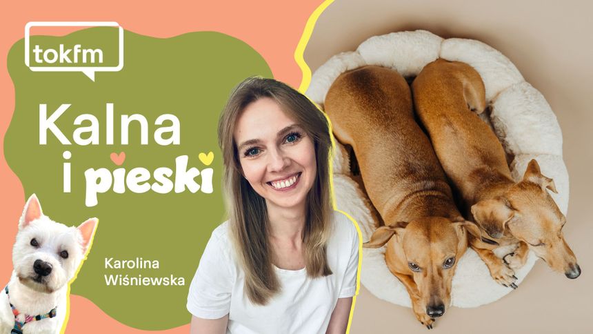 Jak legowisko wpływa na psa?