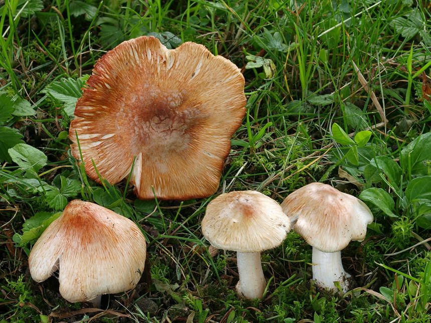 Strzępiak ceglasty/włókniak ceglasty, trujące grzyby